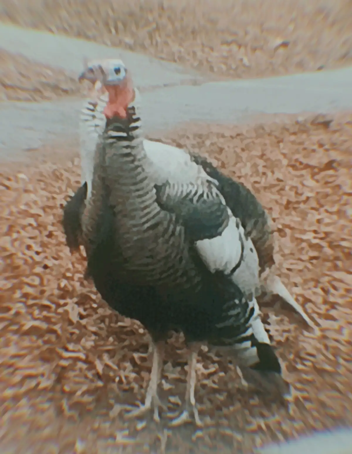 A turkey stands in a field with a blurry, low-resolution, and slightly distorted image quality. The bird has a red wattle…