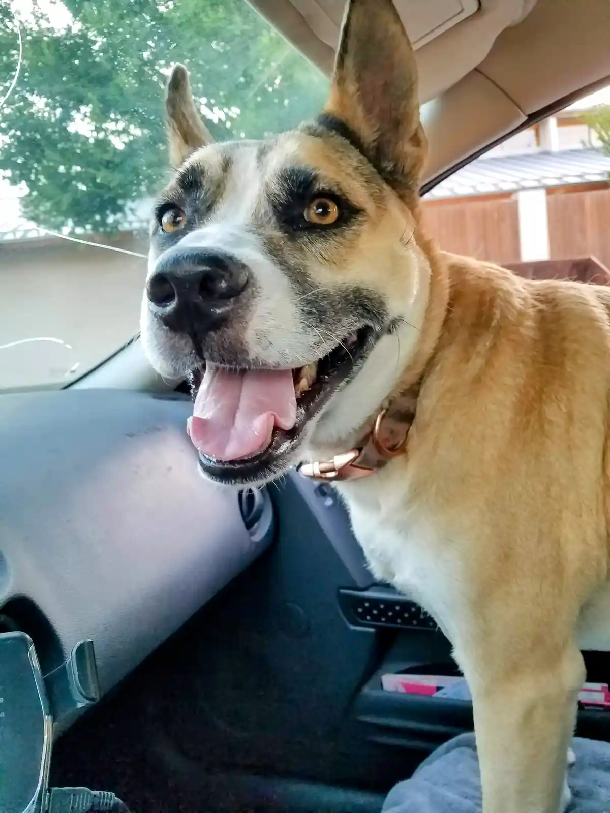 A close-up photo of a tan and white dog with black markings around its eyes and muzzle, sitting inside a car and looking…