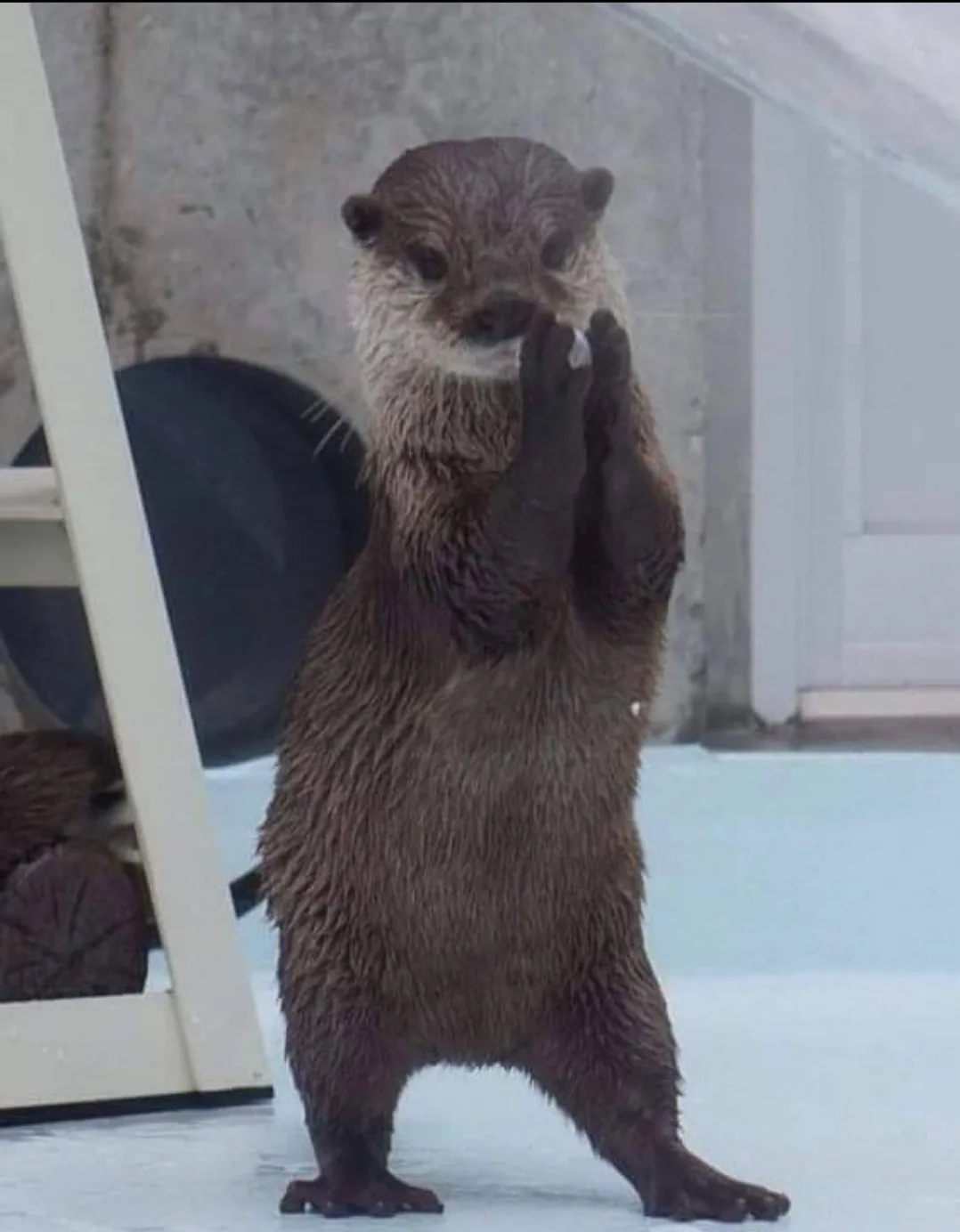 Did you know otters have a favorite rock? It's adorable!