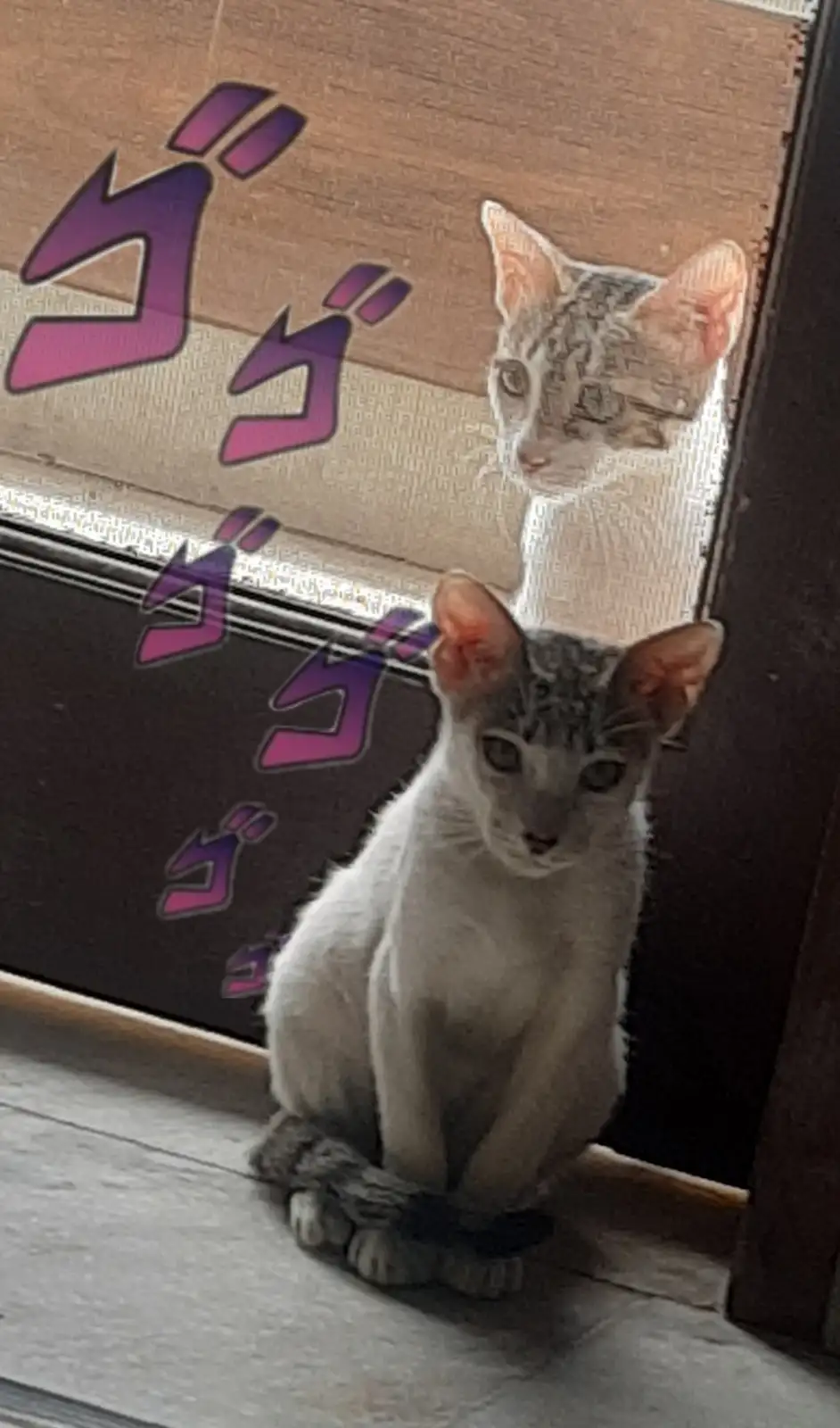 The Cat Stand Enthusiast