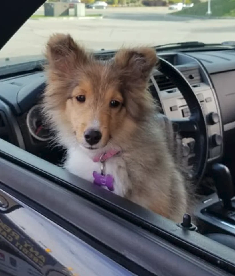 A fluffy brown and white Shetland Sheepdog sits in the driver's seat of a car with its head poking out the open window…