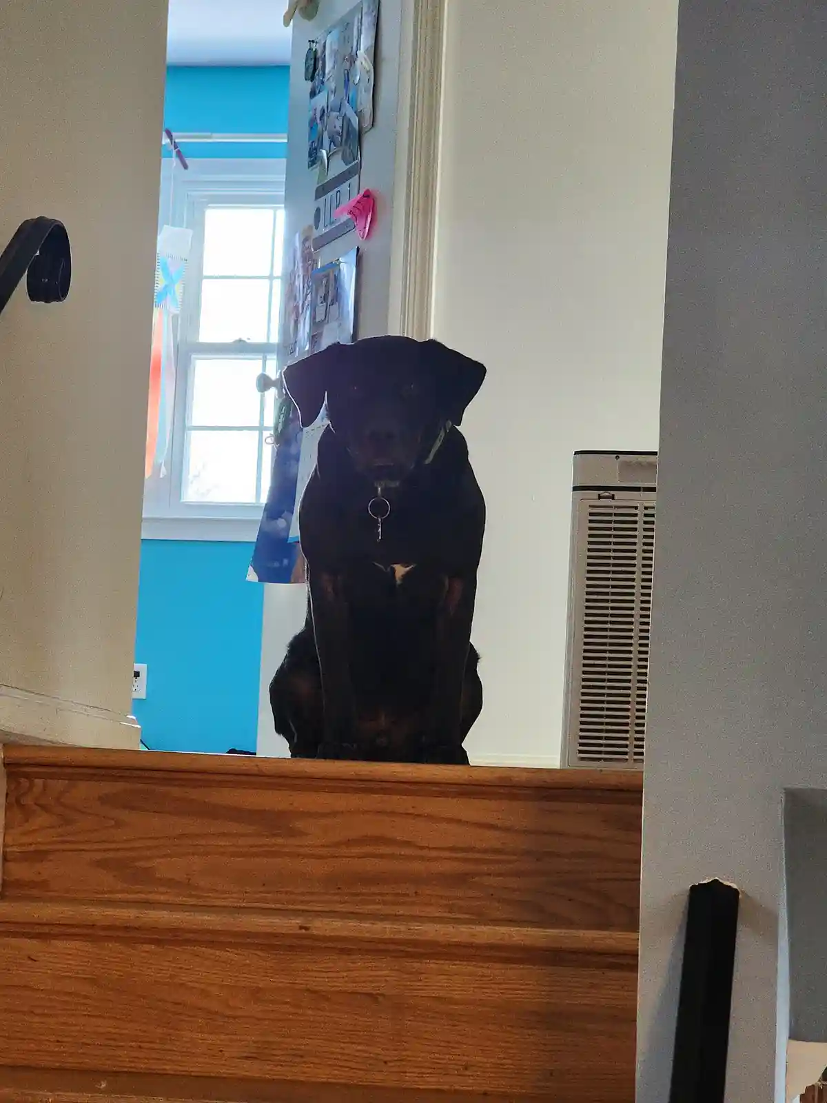 A black Labrador sits upright on a wooden staircase landing, looking directly at the camera with a serious expression…