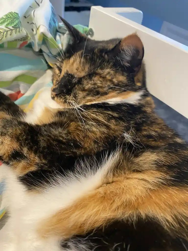 A calico cat with black, orange, and white fur is sleeping soundly on a colorful blanket, its eyes closed and body curled…