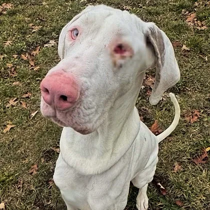 A white dog with a pink nose and one blue eye, sitting on grass with fallen leaves, has text overlaid that reads 'i'm not a…