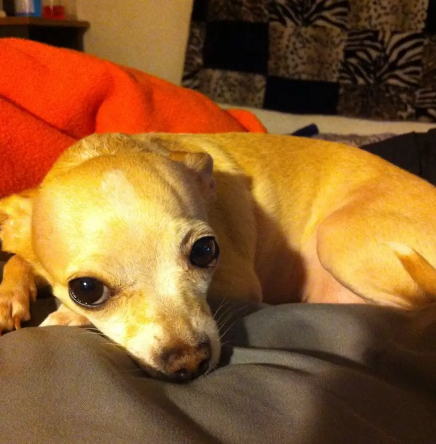A small, light-brown chihuahua lies on a bed, resting its head on a gray blanket with large, soulful eyes looking directly…