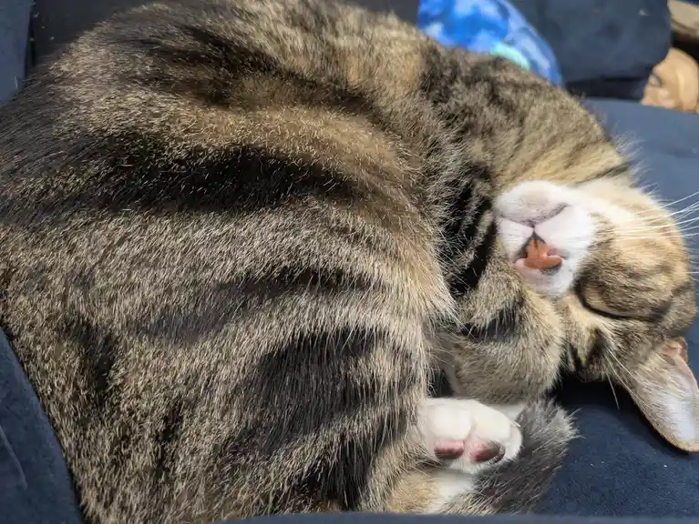 Celebrating Caturday with a Purrfect Post!