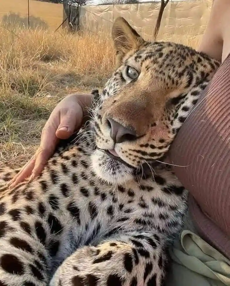 A close-up photo shows a leopard resting its head on a person's shoulder, looking relaxed and content with its eyes…