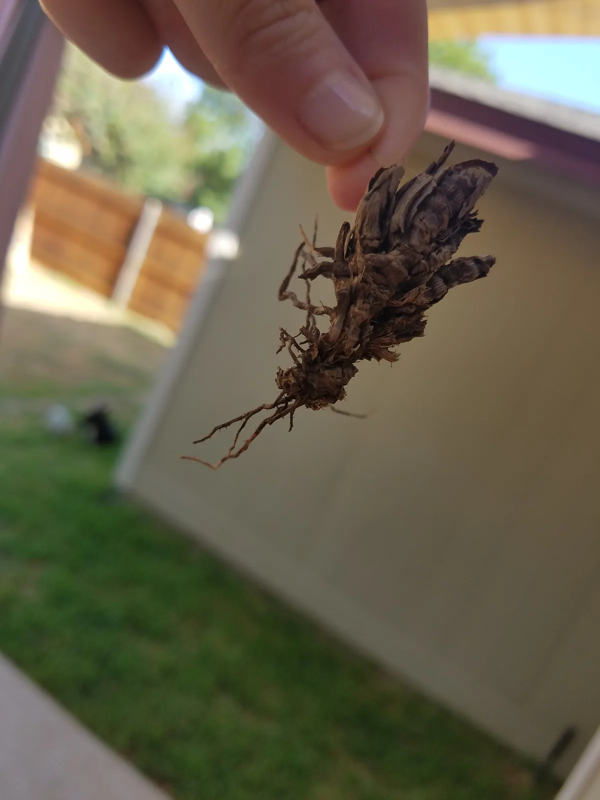 A hand holds up a clump of dried, tangled plant roots and soil against a blurred outdoor background. The overlaid text reads…