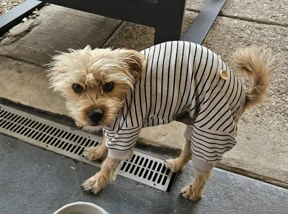 A small, scruffy, light-brown dog wearing a black-and-white striped human-style sweater with a button, stands on a sidewalk…