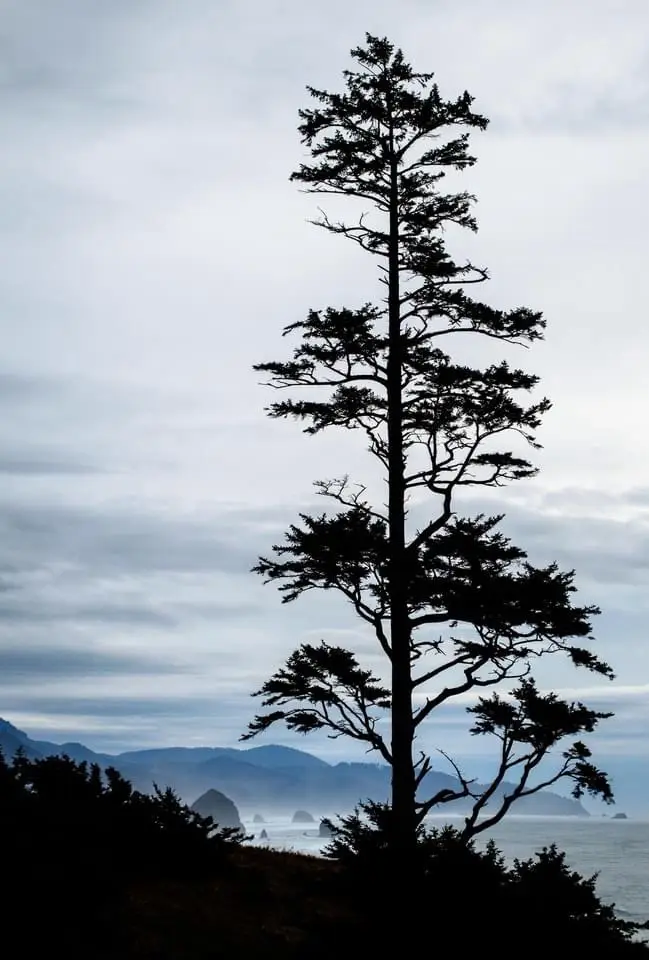 A tall, slender tree stands silhouetted against a cloudy sky with a coastal landscape and distant mountains in the…