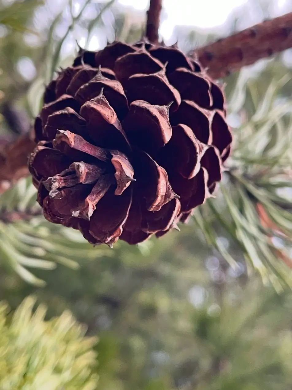 A close-up photograph of a brown, textured pine cone hanging from a tree branch, surrounded by blurred green pine needles…