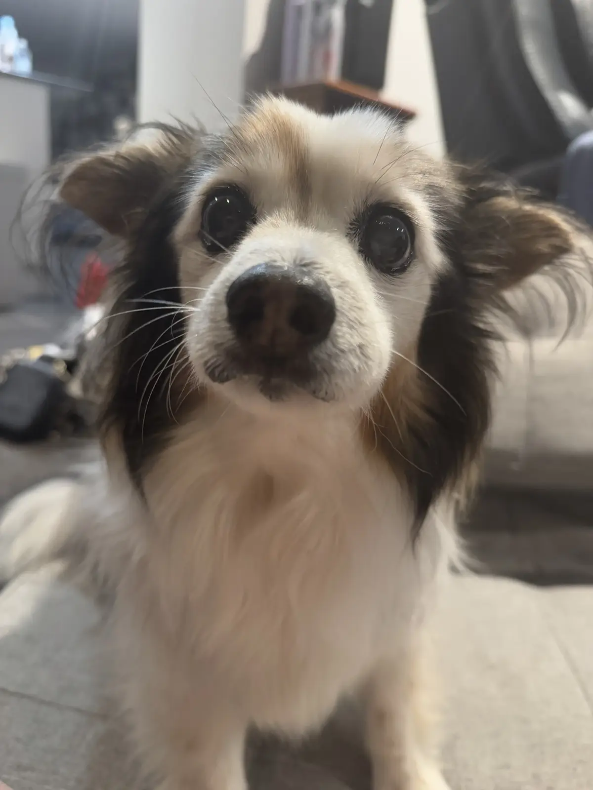 A close-up photo of a small, fluffy dog with large, expressive dark eyes and a white and brown coat, looking directly at the…