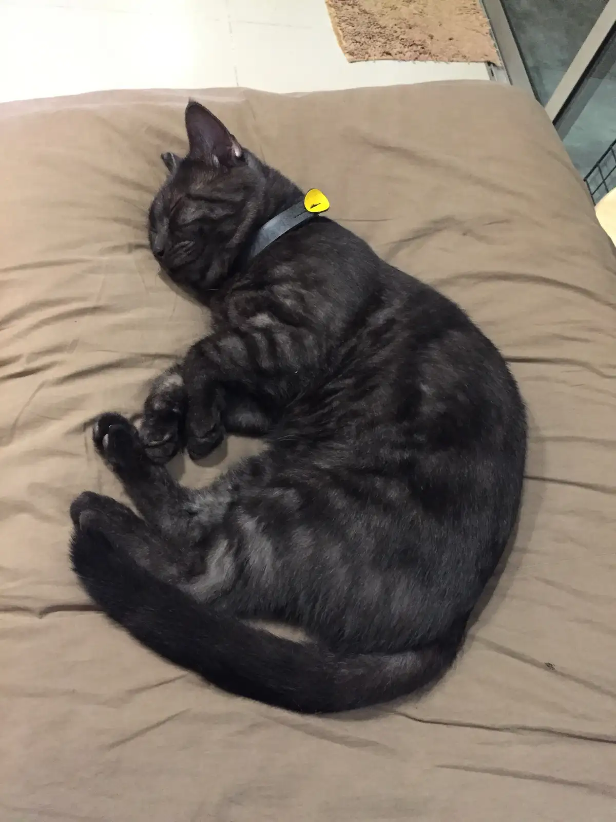A black cat with a yellow bell collar is curled up and sleeping soundly on a brown bedsheet. The overlaid text reads 'i'm…