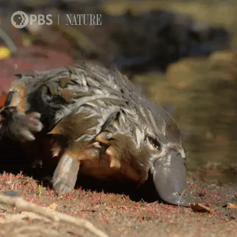 A six-panel image sequence from PBS Nature shows a platypus progressively rolling onto its back and lying still, with…