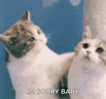 A sequence of six frames shows two fluffy cats, one with darker patches and one with lighter fur, interacting affectionately…