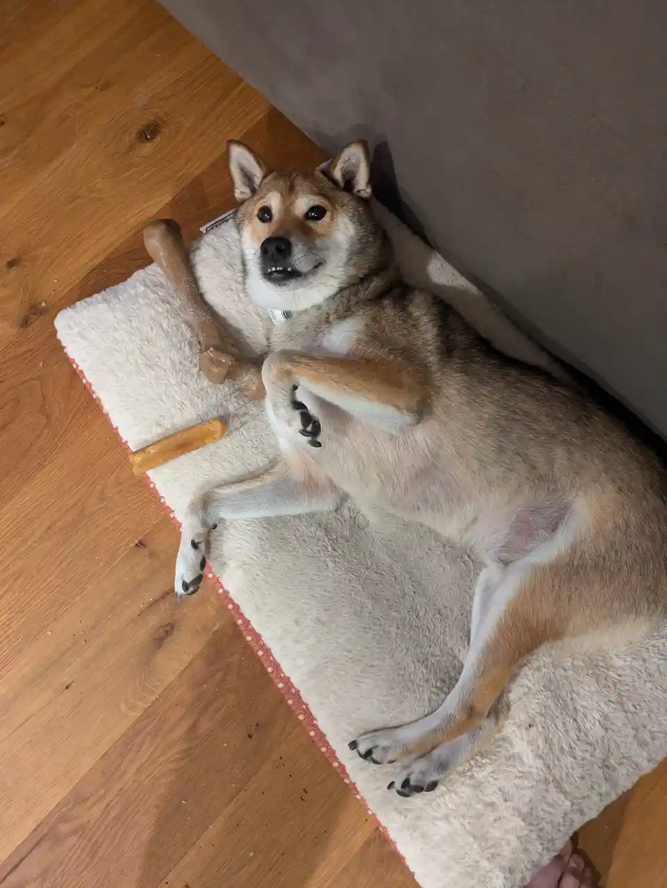 Meet Jax, the star of the show!