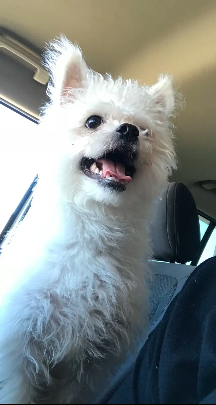 A small, fluffy white dog with its mouth open and tongue out sits in a car seat, looking upward with an expression that…
