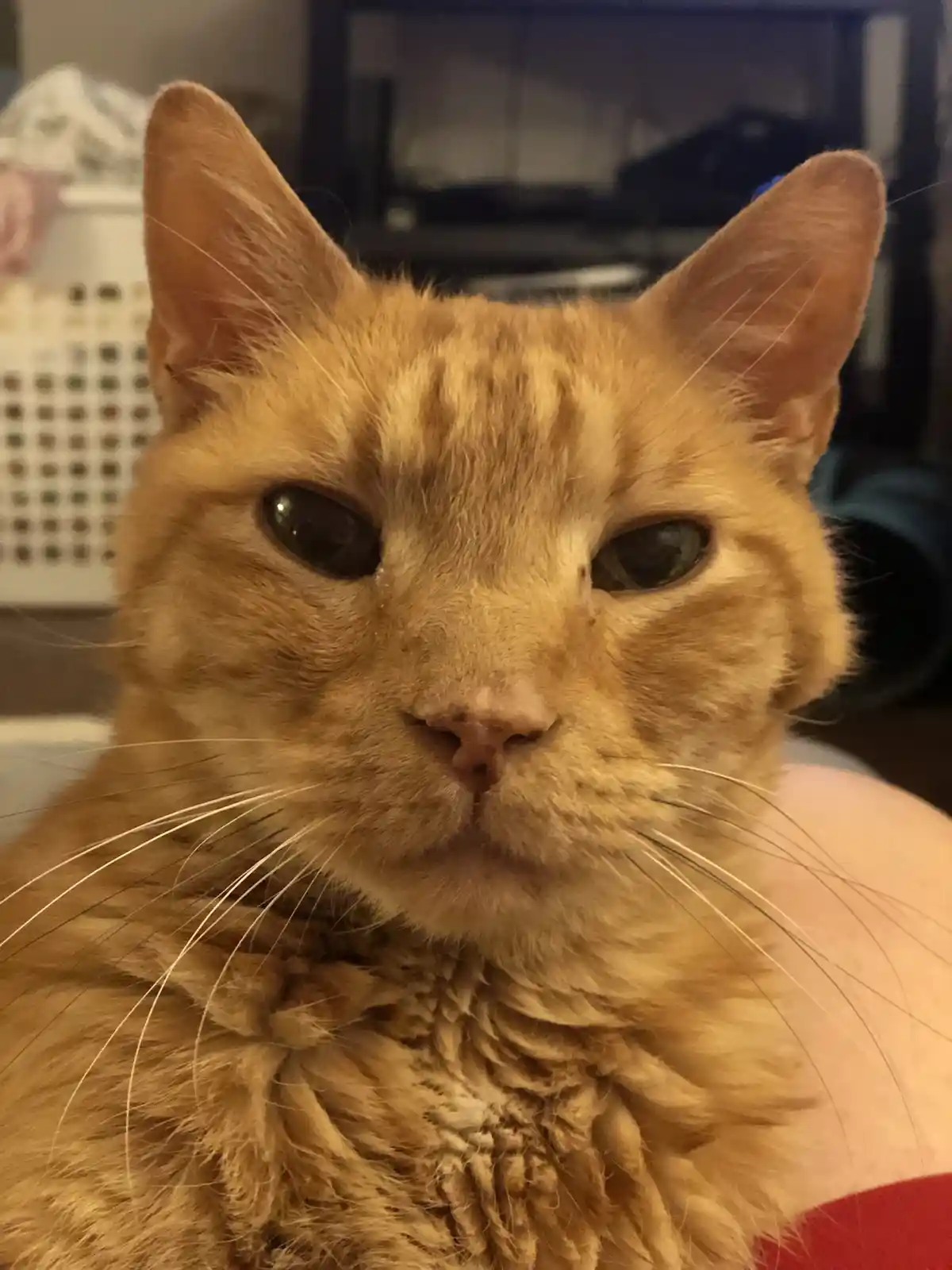 A close-up photo of an orange tabby cat with a very unimpressed, deadpan expression, looking directly at the camera. The cat…