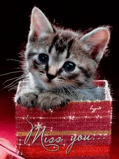 Adorable Baby Kitten Cuteness Overload
