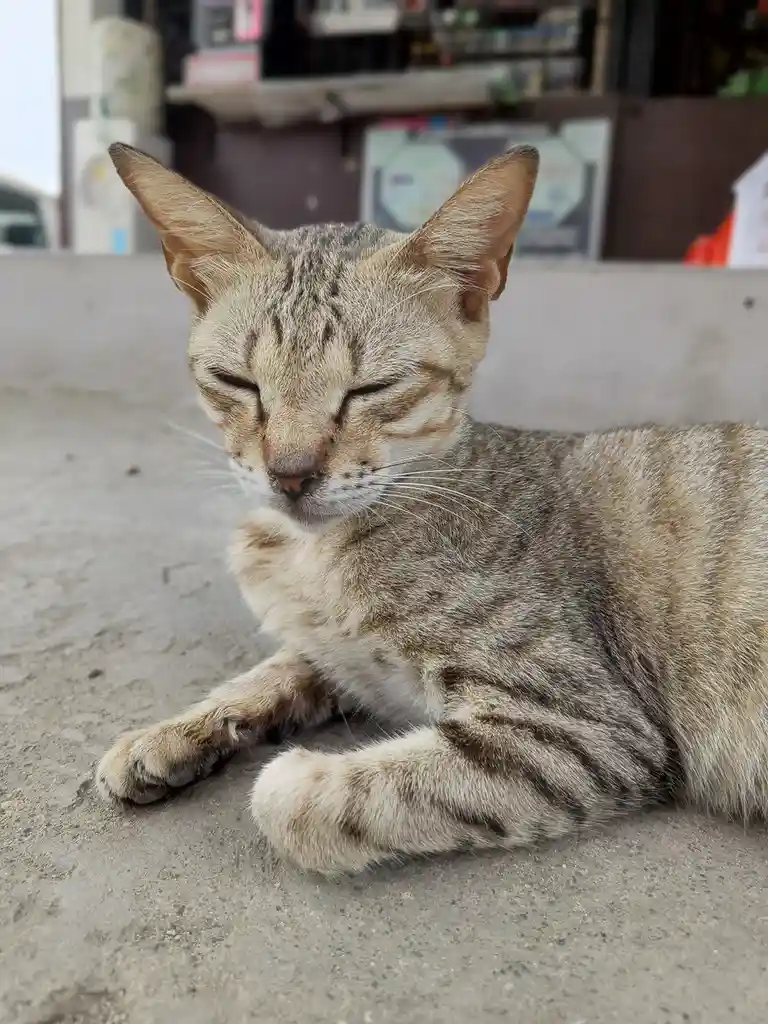 A tabby cat with closed eyes and relaxed posture is lying on a concrete surface, appearing deeply content or asleep. The…