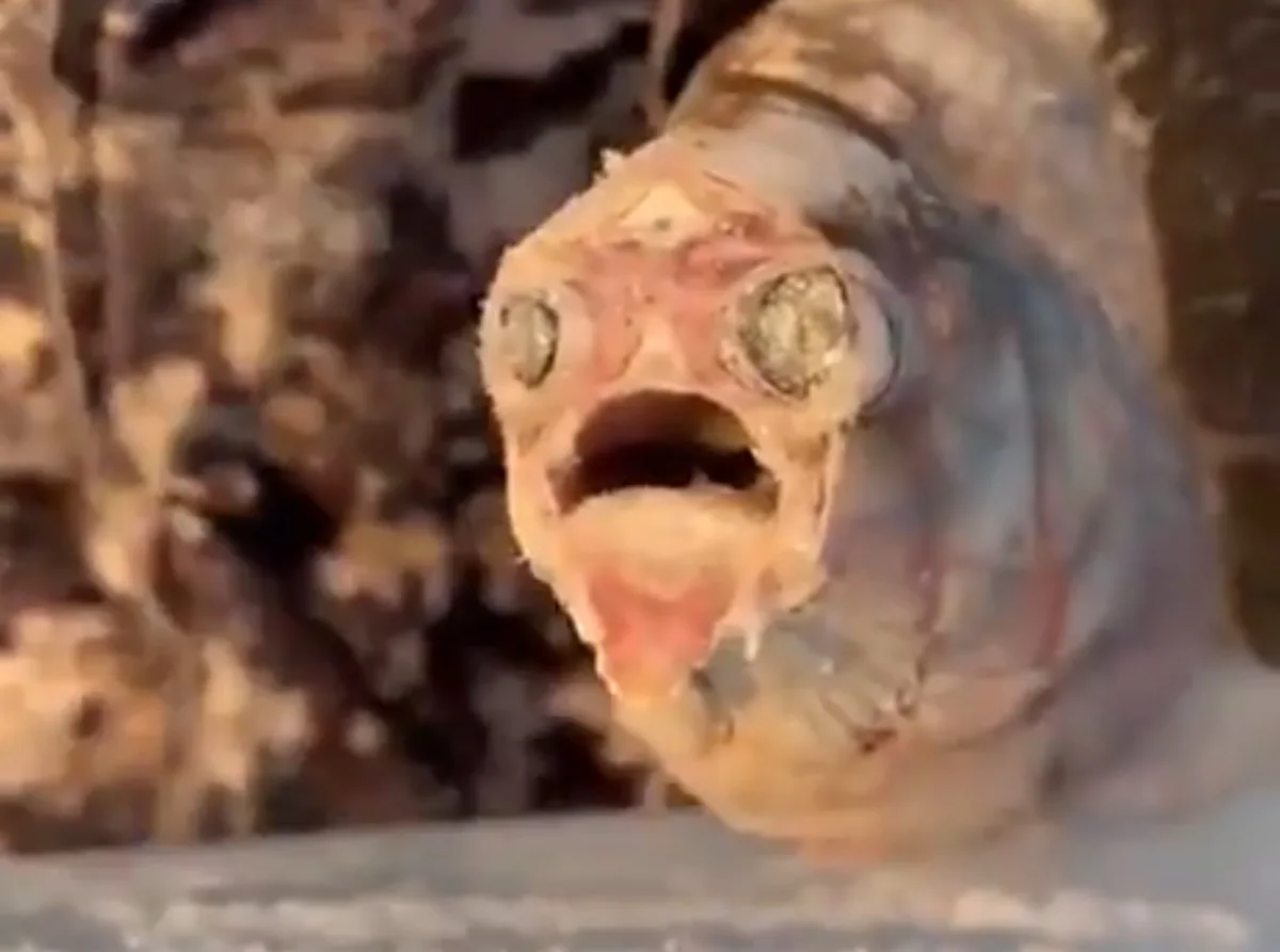A close-up image of a small, pale fish with large, bulging eyes and an open mouth, appearing to scream or cry. The fish's…