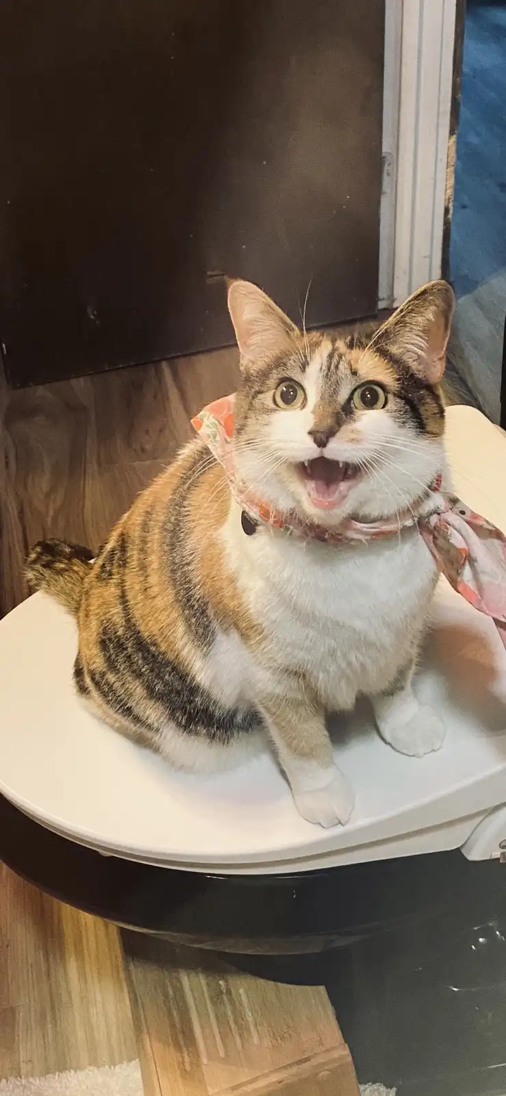 A calico cat with wide eyes and an open mouth sits atop a white toilet lid, wearing a pink floral bandana. The cat's…