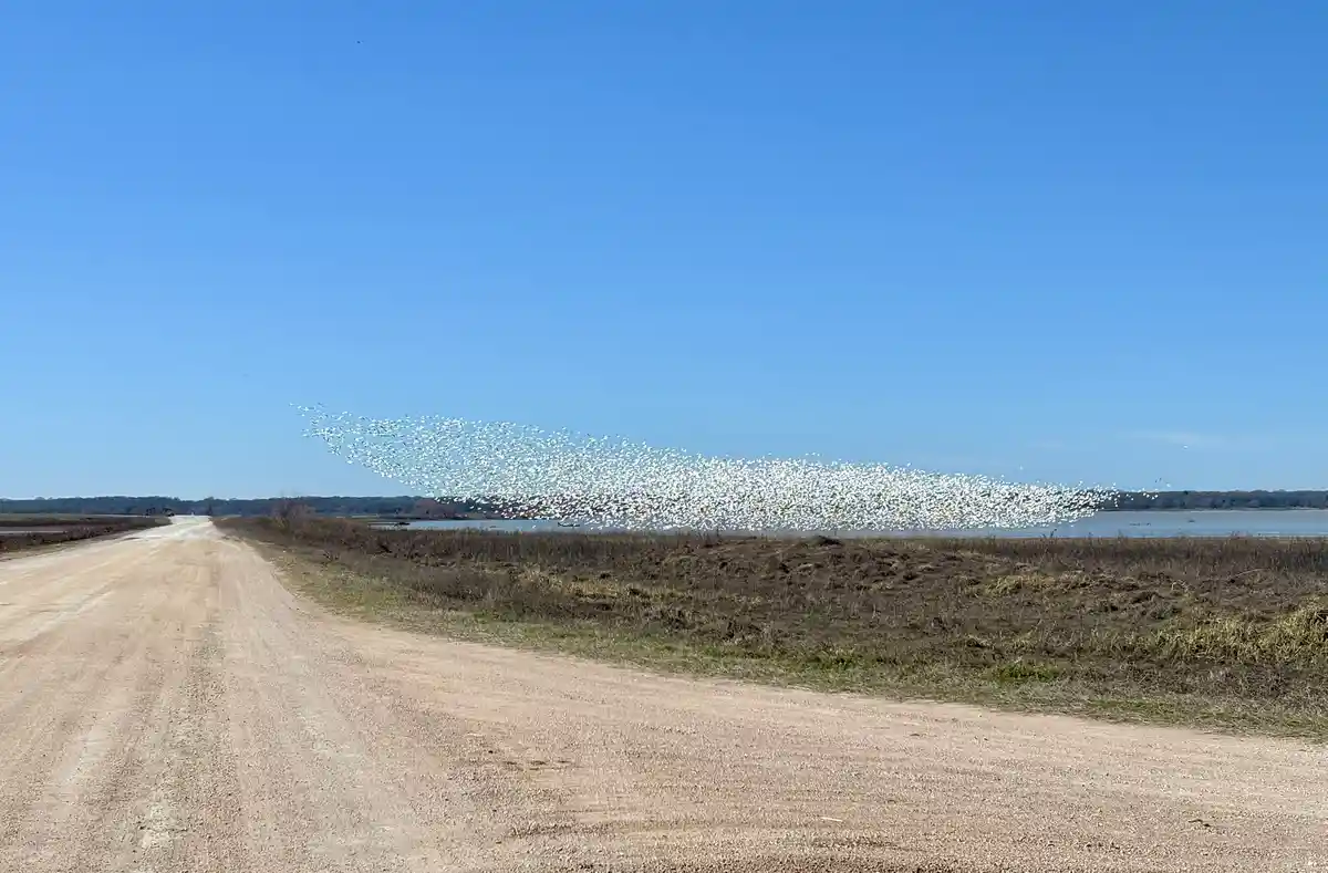 A wide shot of a dirt road leading toward a body of water under a clear blue sky, with a massive, dense flock of white birds…