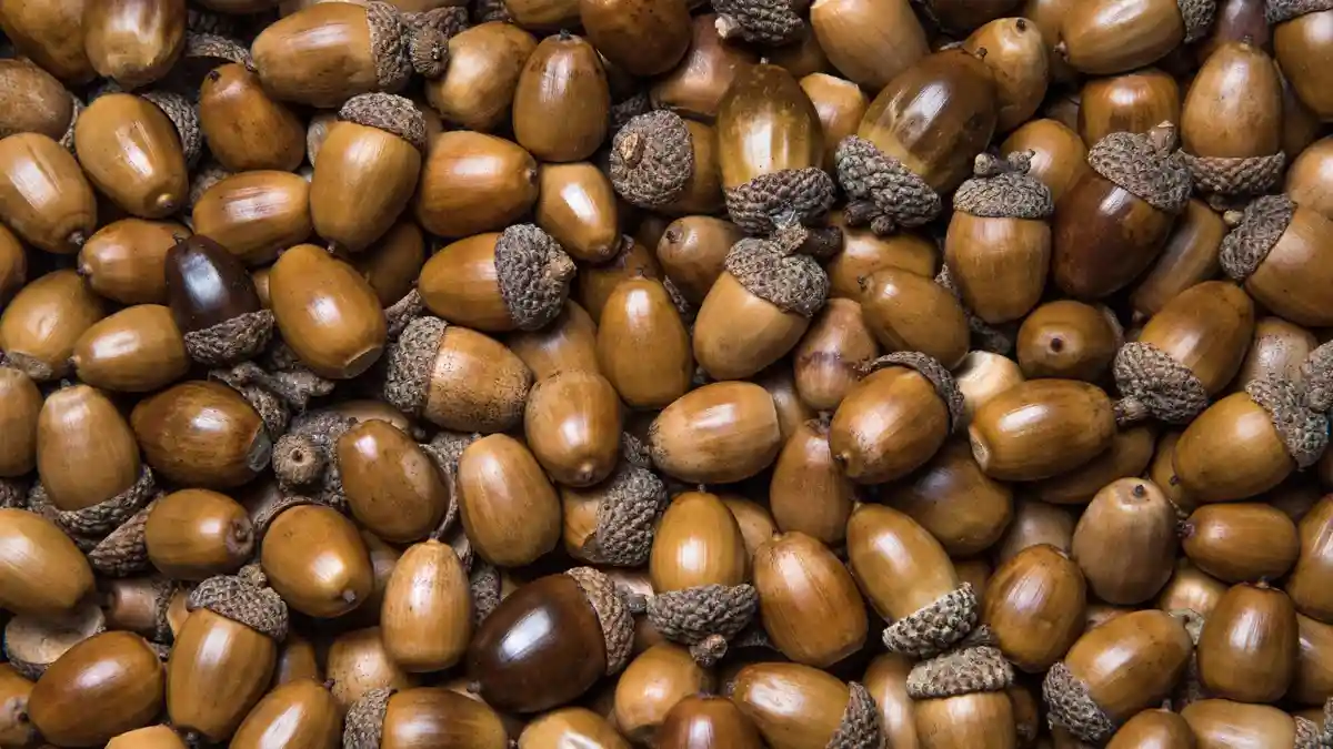 A close-up image shows a large pile of acorns with smooth brown shells and textured caps, filling the entire frame. Overlaid…
