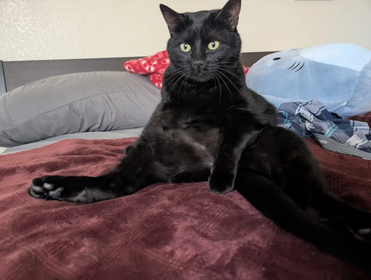 A black cat with bright yellow eyes sits relaxed on a maroon blanket on a bed, surrounded by pillows and a blue plush toy…