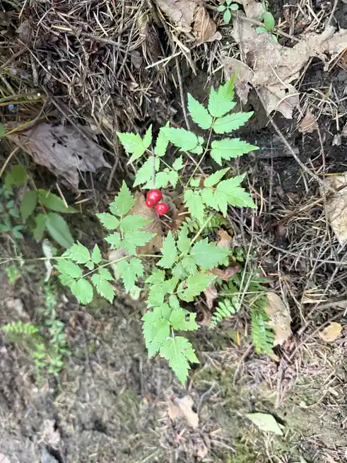 A close-up photo shows a small plant with bright red berries and green, finely divided leaves growing among brown pine…