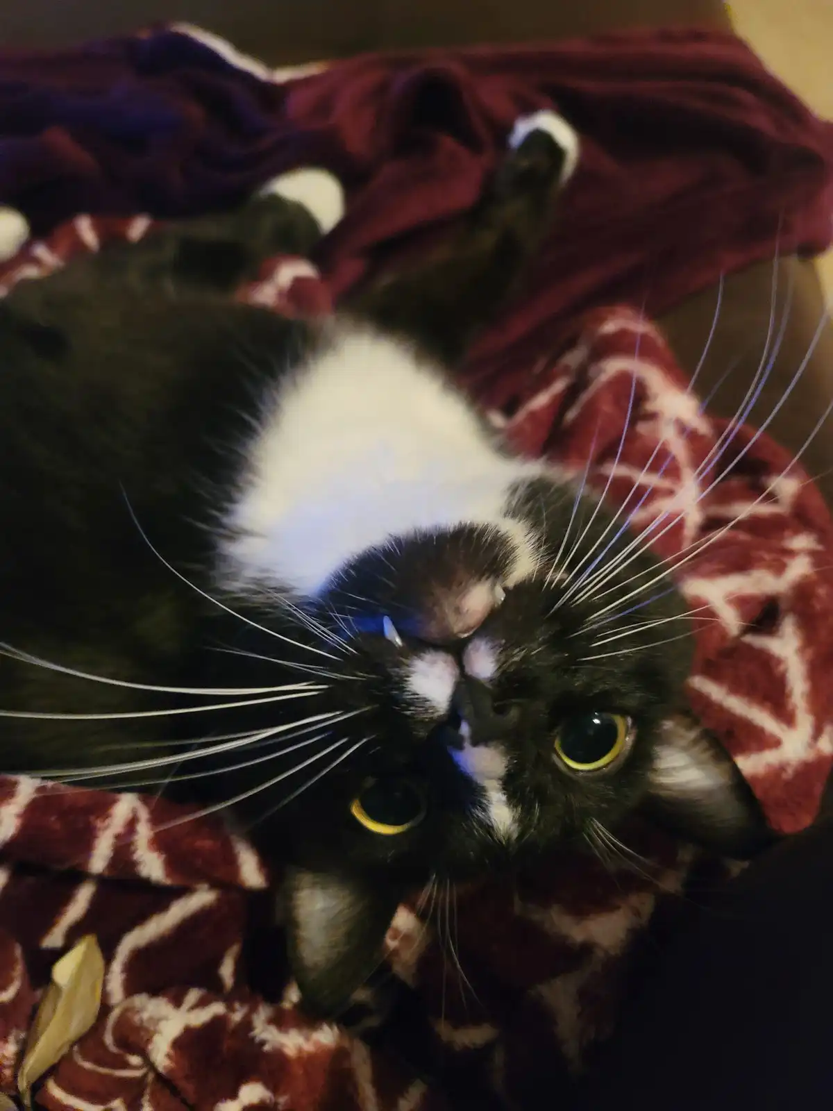 A black and white cat lies on its back on a red and white patterned blanket, looking up at the camera with wide yellow eyes…