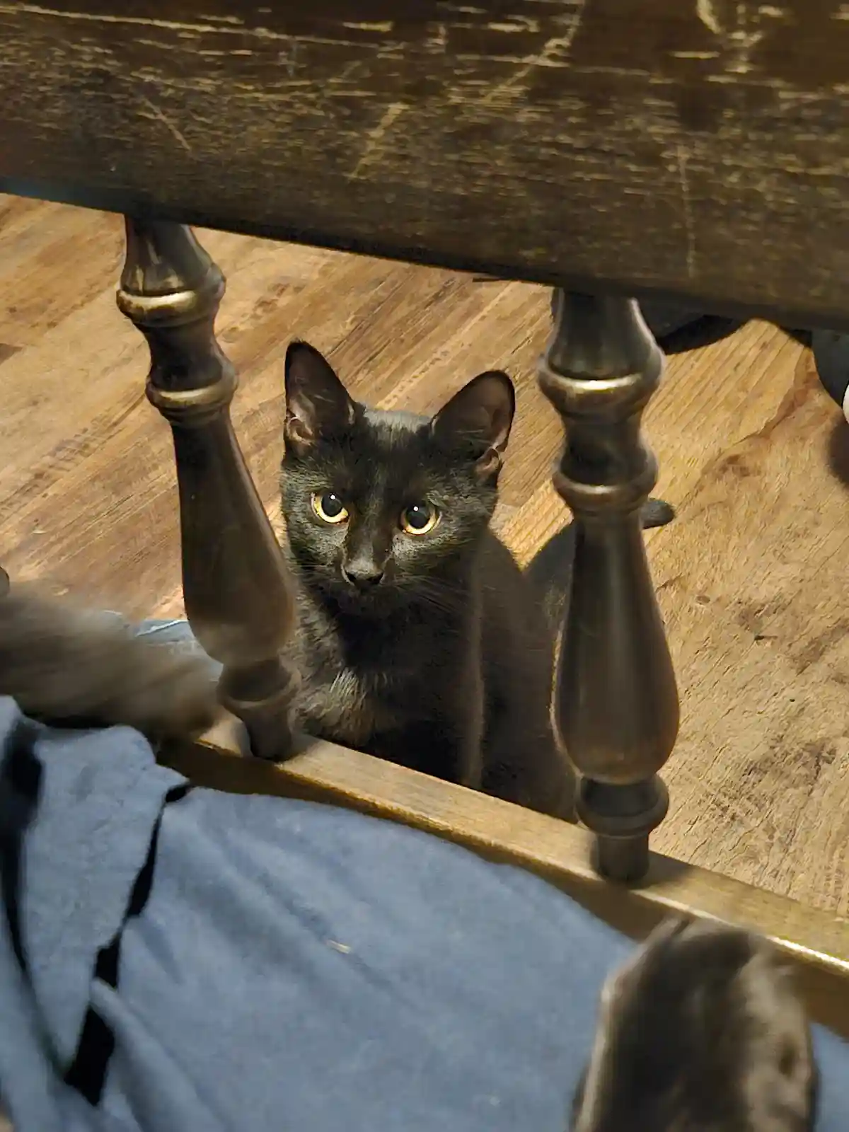 A small black cat with bright yellow eyes peeks out from under a dark wooden table with ornate legs, looking directly at the…