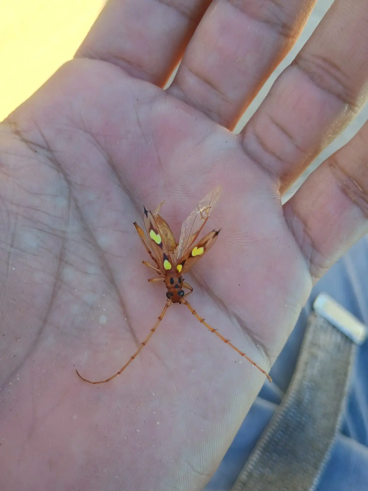 A person's open palm holds a small, orange-brown longhorn beetle with yellow spots on its wings and body, set against a…