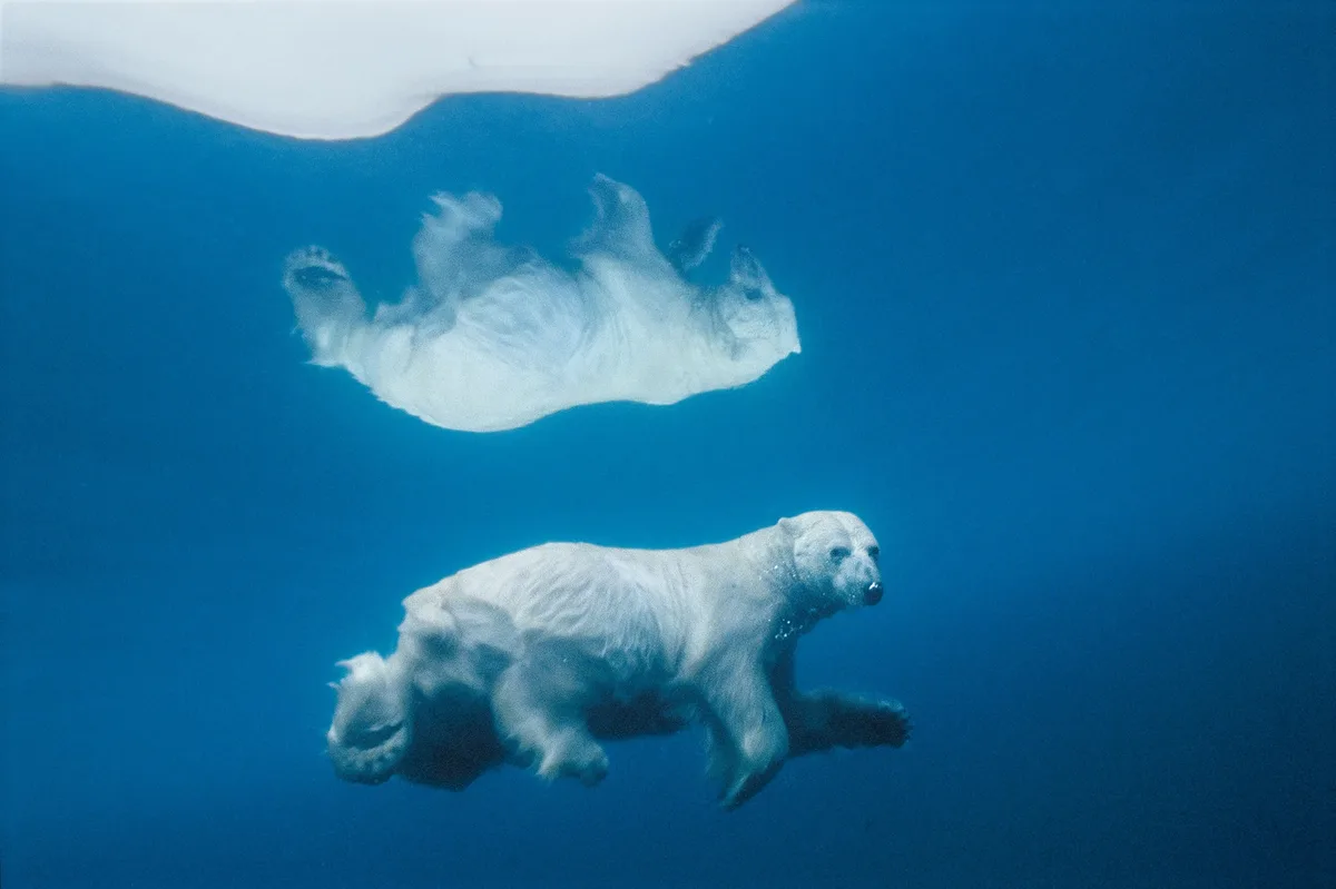 An underwater photograph shows two polar bears swimming in deep blue water beneath a floating ice sheet. One bear swims…