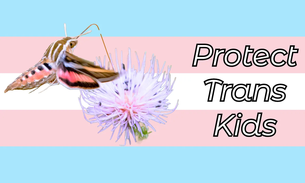 A hummingbird moth hovers near a light purple flower against a background of the trans flag (light blue, pink, white…