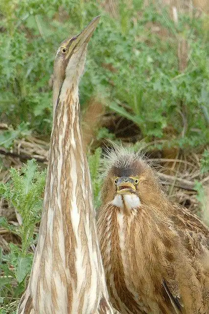 A tall, slender bird with a very long, striped neck stands upright, looking upward, while a smaller, fluffier bird with a…