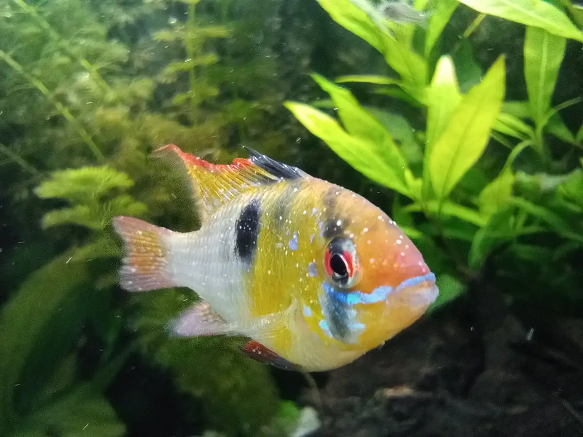 A colorful freshwater fish, likely a cichlid, swims in an aquarium with green plants in the background. The fish has a…