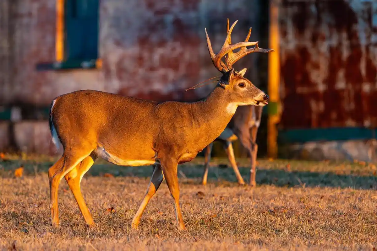 A majestic buck with large, impressive antlers stands in a field of dry grass, bathed in golden sunlight, with a rustic…