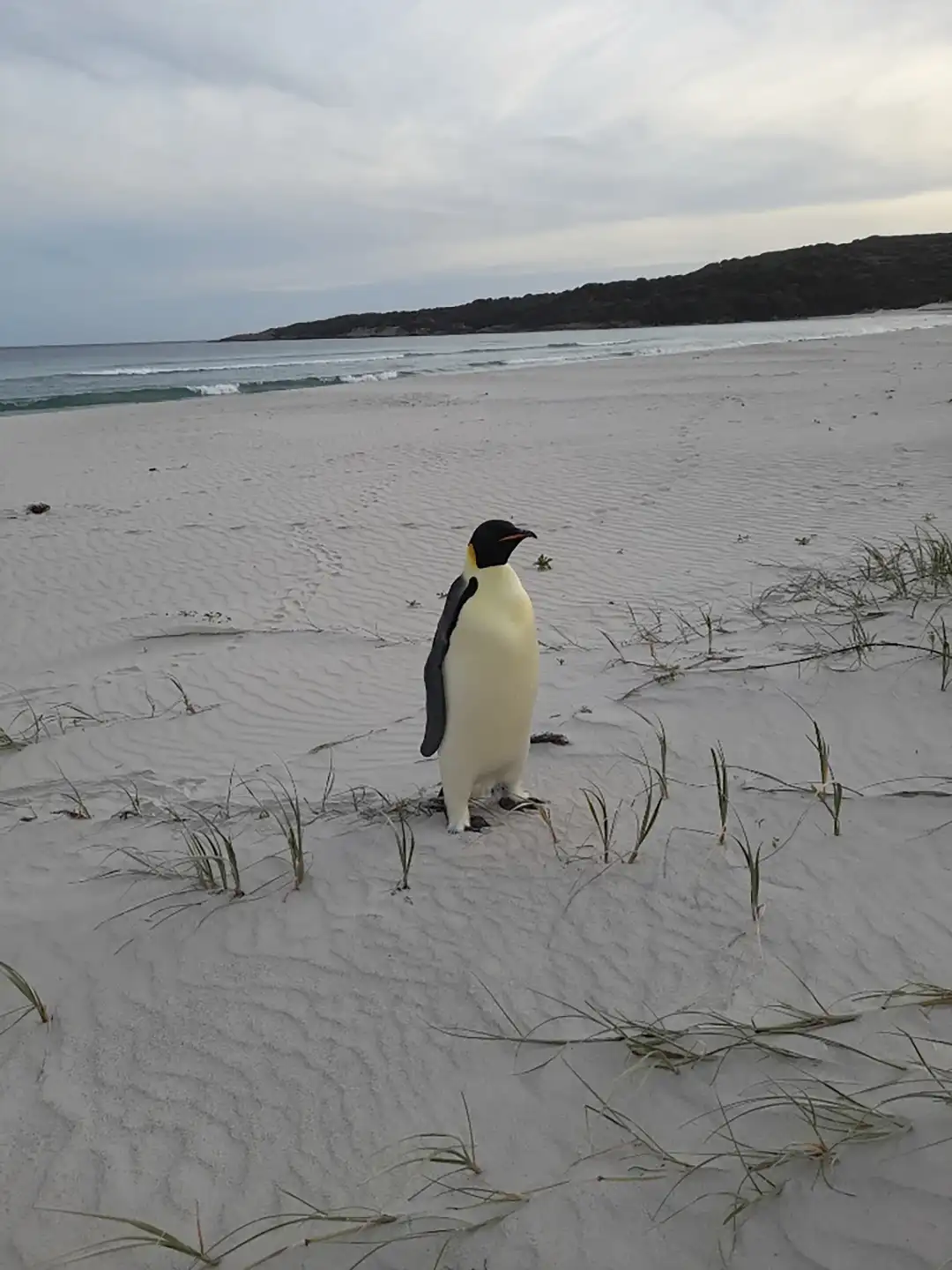 A single emperor penguin stands upright on a wide, sandy beach with gentle waves and a distant tree-covered headland under…