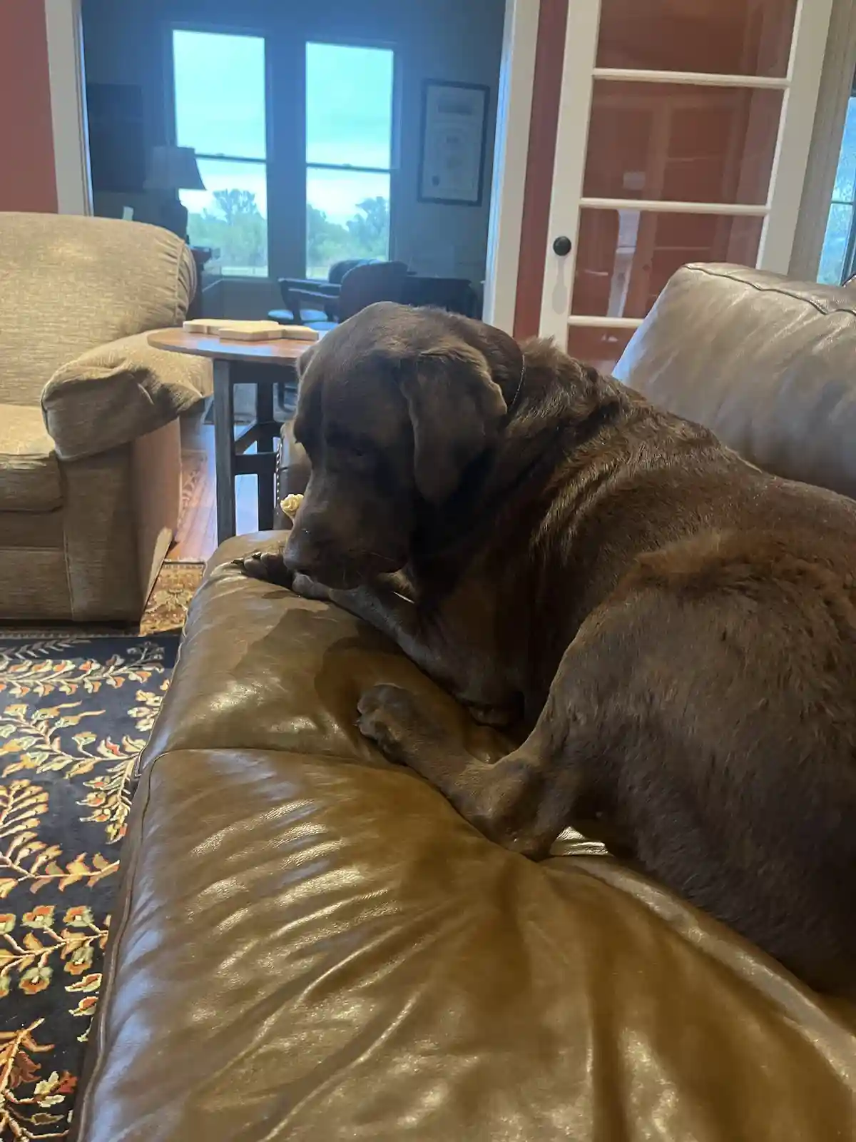 A large brown dog, likely a chocolate lab, is lounging on a brown leather couch in a living room. The dog is resting its…