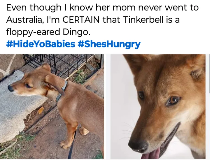 The image is a split-screen showing a brown dog with floppy ears in two different shots: one full-body view standing near a…