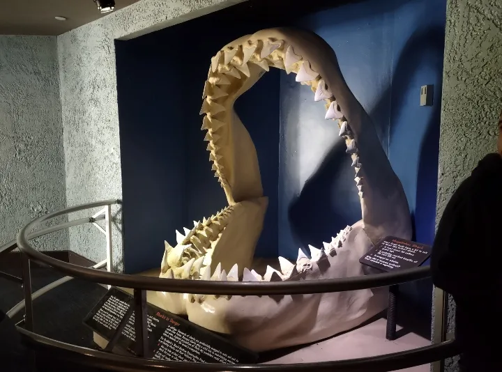 A large, open shark jaw fossil is displayed in a museum exhibit, surrounded by a railing and informational plaques. A person…