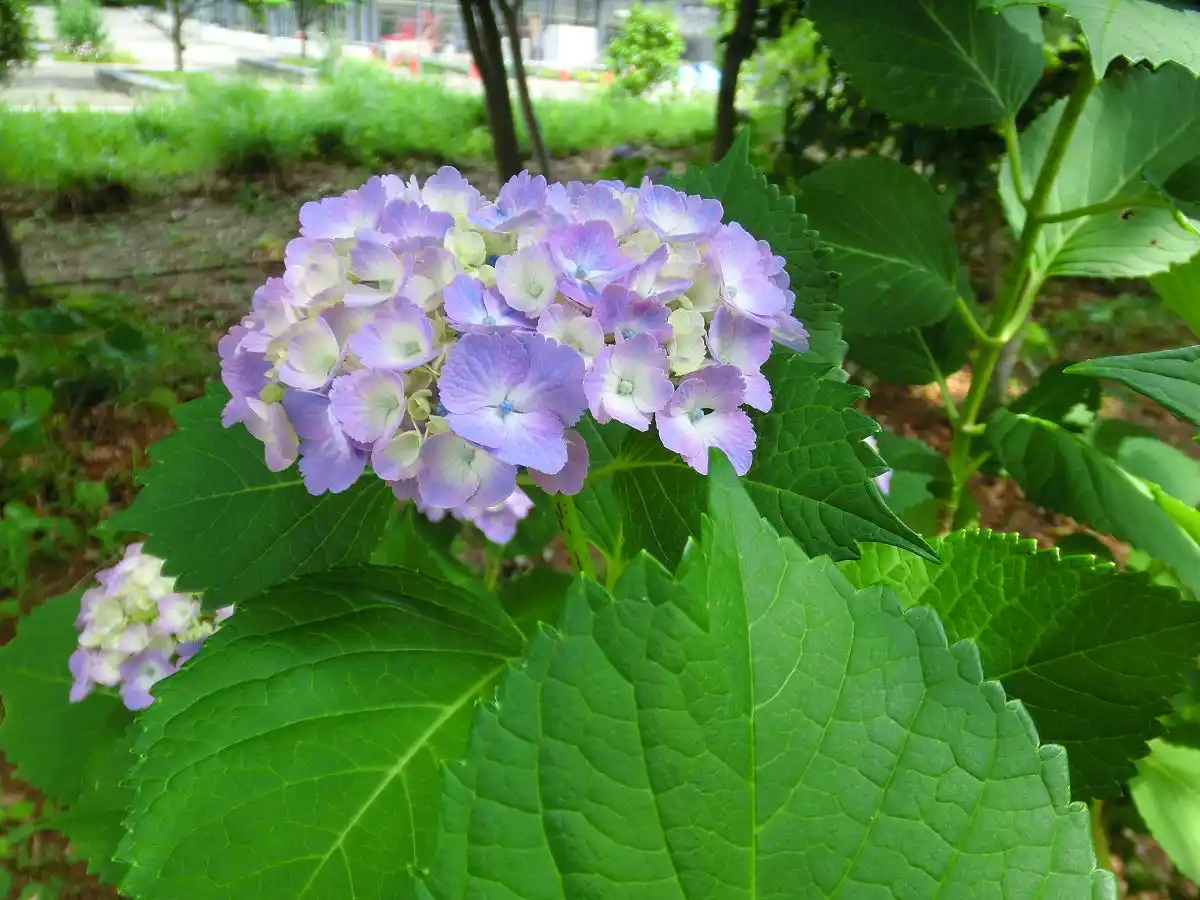 A close-up photo of a lush purple and white hydrangea flower cluster surrounded by large, green, serrated leaves. The…