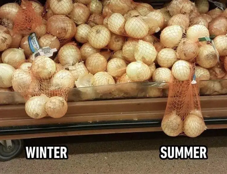 A grocery store produce shelf displays bags of onions, with the left side labeled 'WINTER' showing a full, dense bag and the…