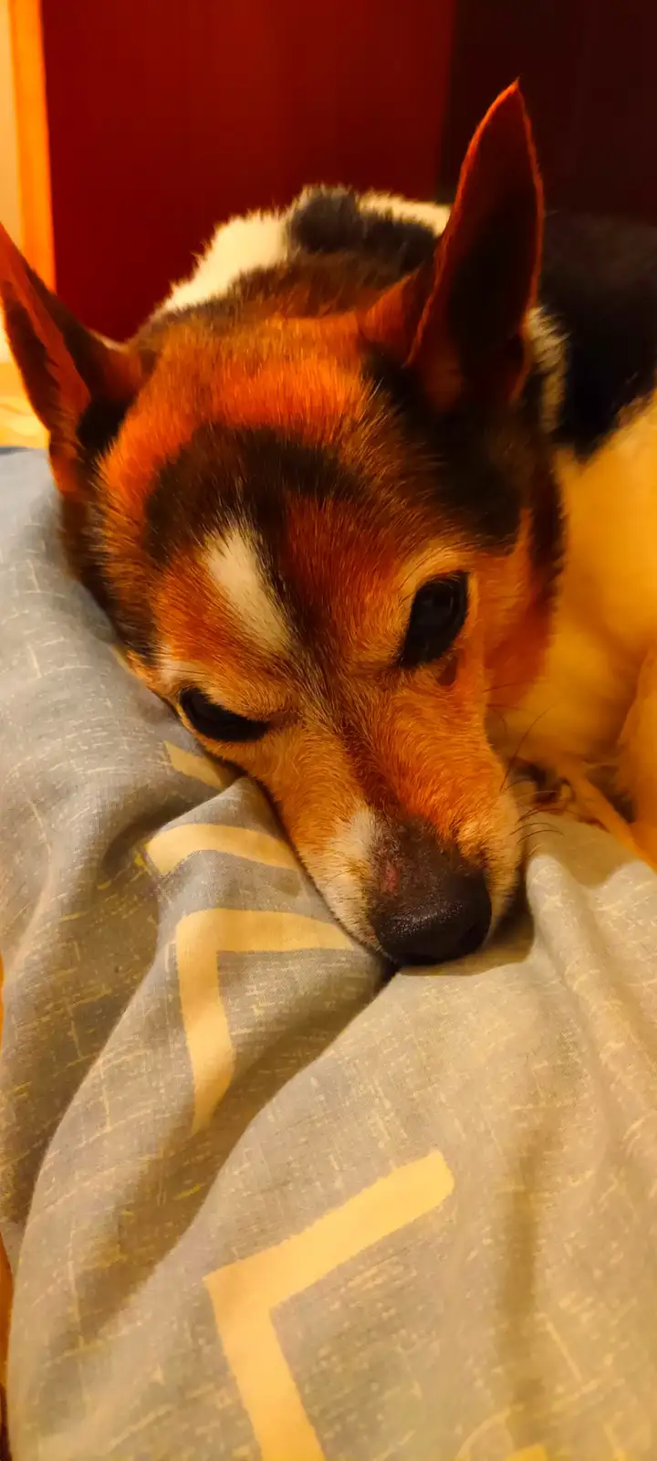 A close-up photo of a small tricolor dog (brown, black, and white) resting its head on a gray and yellow patterned blanket…