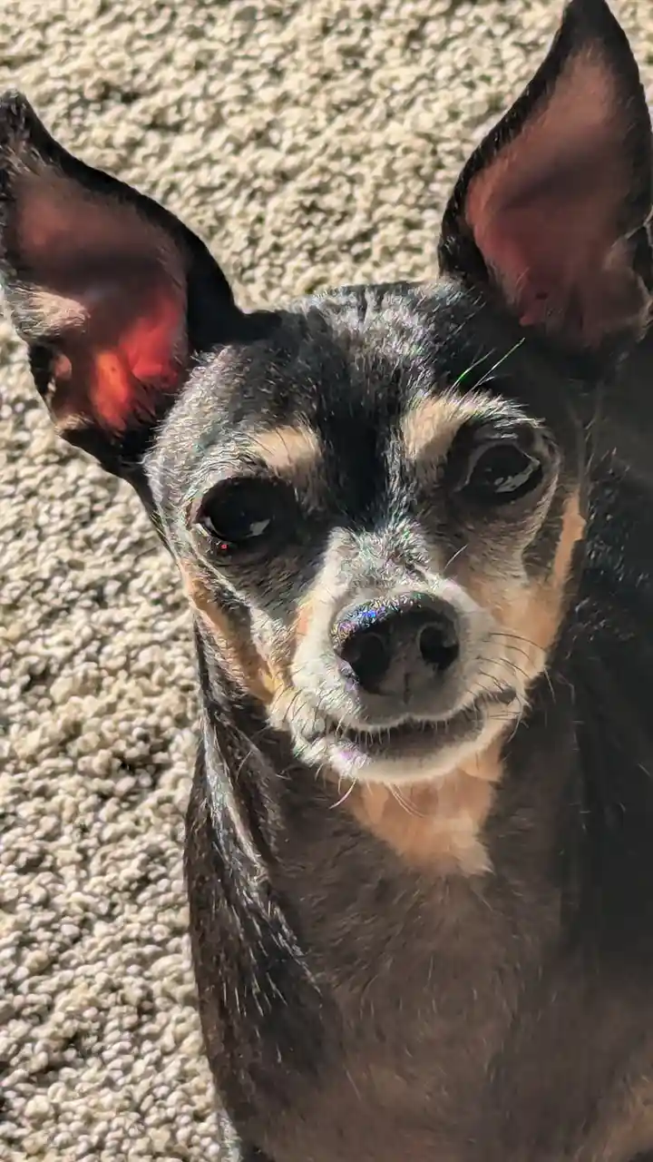 A Close-Up Look at Jackson's Charm