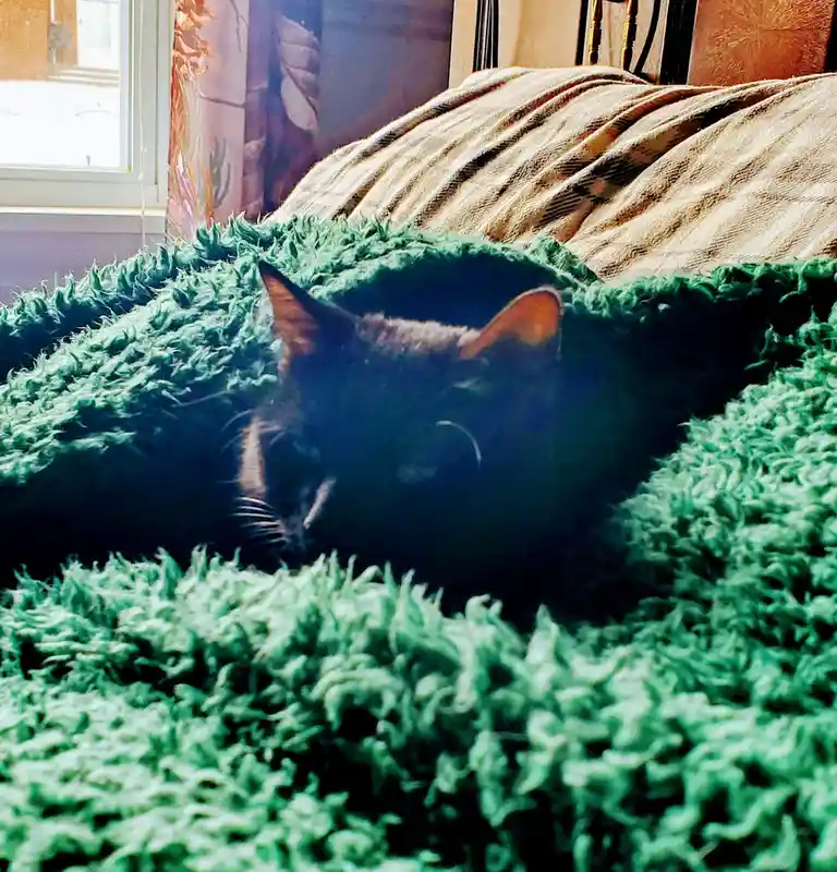 A black cat is partially hidden under a thick, shaggy green blanket on a bed, with only its ears and part of its face…