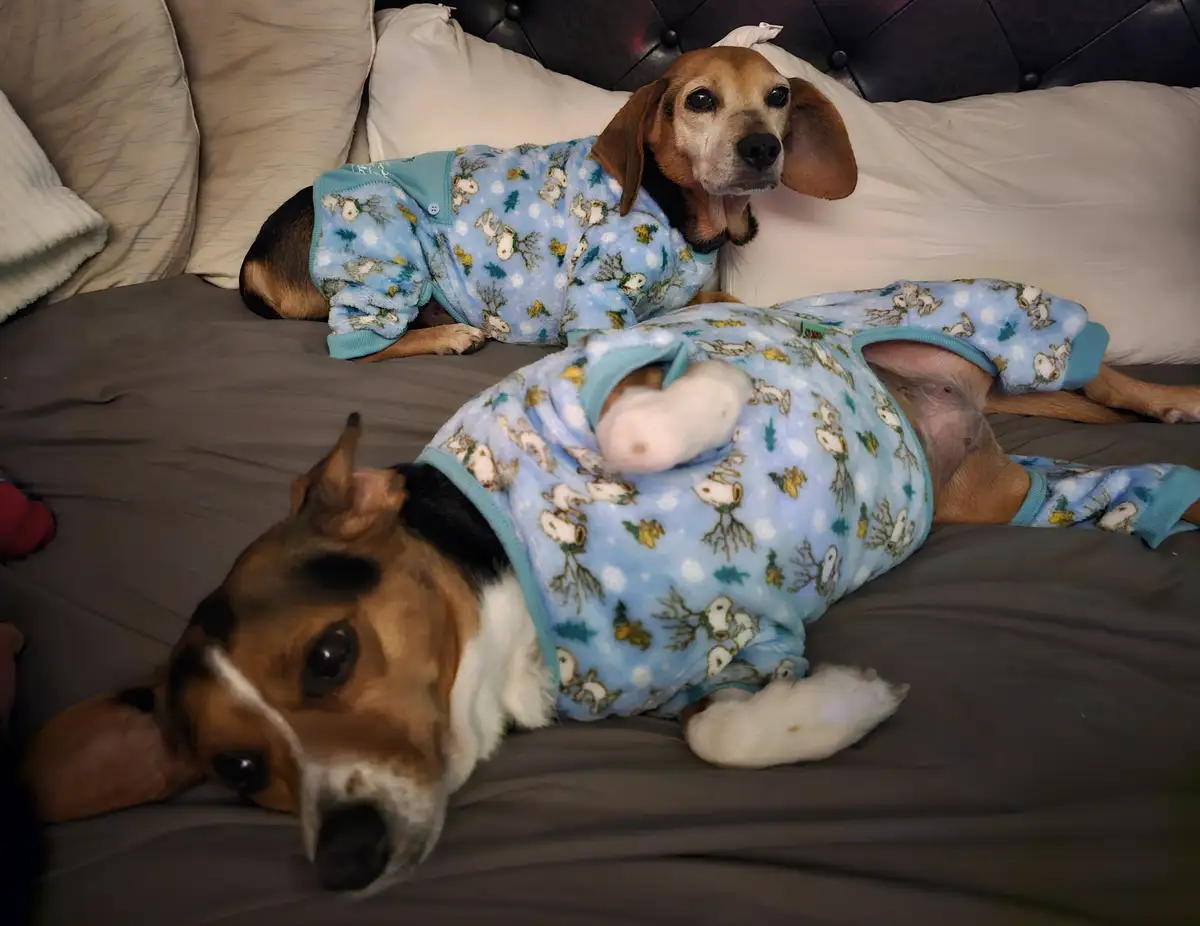 Two beagle dogs wearing matching blue Snoopy-themed pajamas lie on a bed with gray sheets and white pillows. The dog in the…