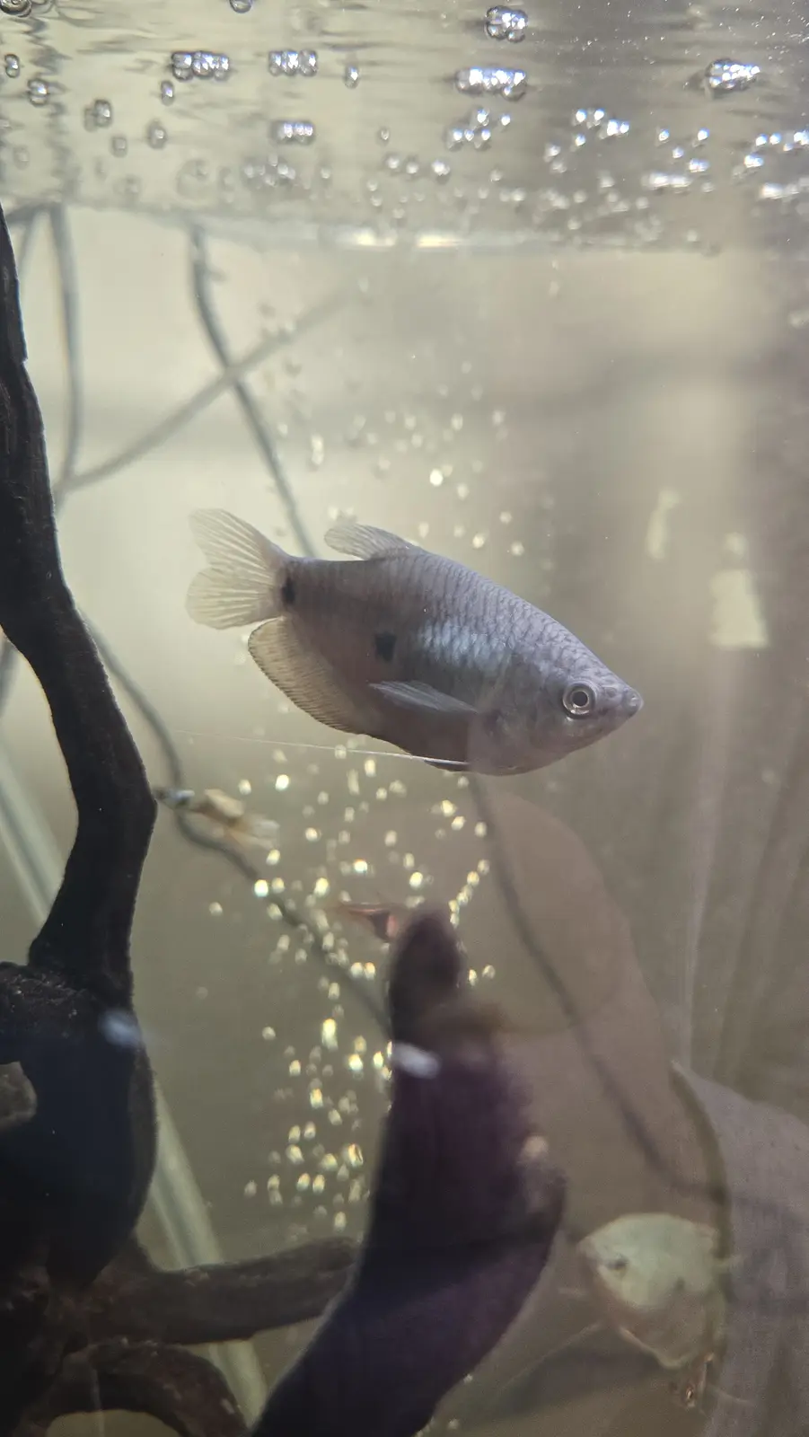 A silver fish with black spots swims in an aquarium filled with bubbles and dark driftwood. The overlaid text reads 'i'm not…