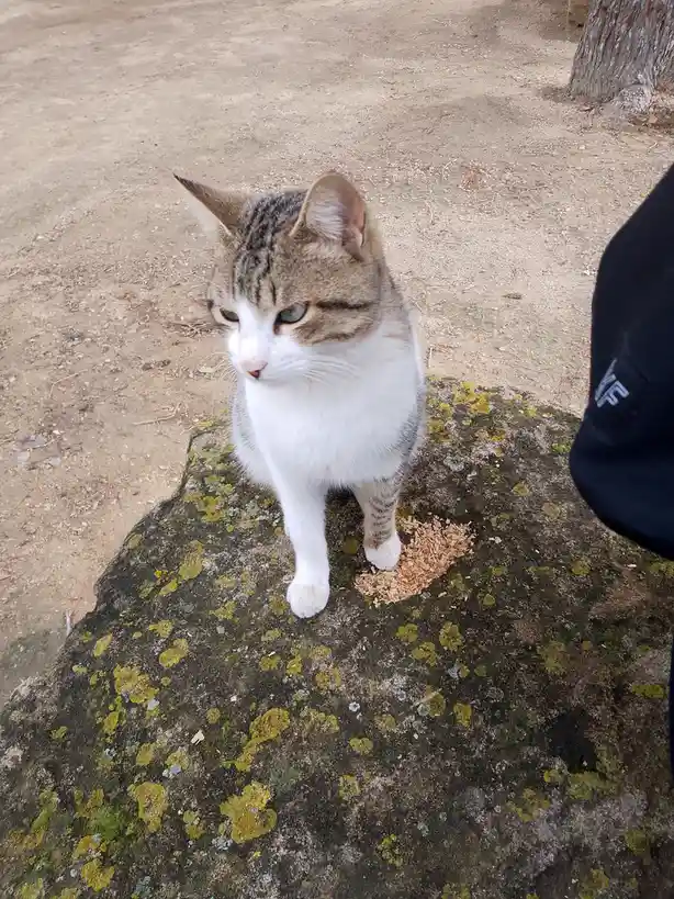 A tabby and white cat with green eyes sits on a mossy rock outdoors, looking away with a disinterested expression. A small…